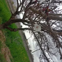 زمین-کشاورزی