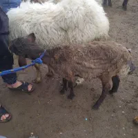 بره سالم سرحال فروشی