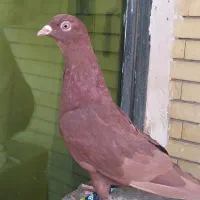 سرخ کفتر کبوتر