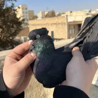 کفتر زاغ ابادانی|پرنده|کرج, حصارک پایین|دیوار