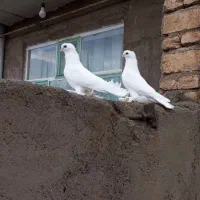 کبوتر لوتی|پرنده|تبریز, |دیوار