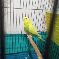 مرغ عشق نره ماده|پرنده|بهارستان, |دیوار