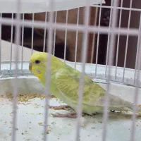 مرغ عشق ماده
