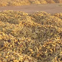 فروش فوق العاده آجر درجه یک|مصالح و تجهیزات ساختمان|تایباد, |دیوار