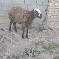بره ماده