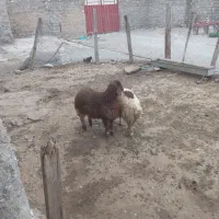 بره نر درجه یک چاق