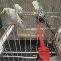 مرغ عشق پروانه ای