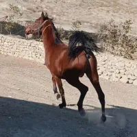 اسب کرد|اسب و تجهیزات اسب‌سواری|بجنورد, |دیوار