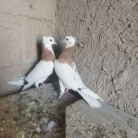 کبوتر طوق زرد