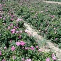 بوته ونشا  ونهال گلدان گل سرخ کاشان نژاد  عطری