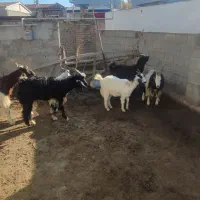 6 راس بز|حیوانات مزرعه|سیمین شهر, |دیوار