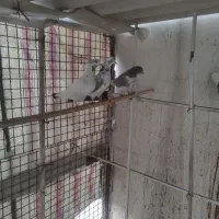 کبوتر پرشی|پرنده|کهریزک, |دیوار