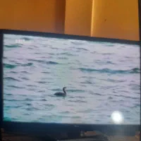 تلویزیون ال جی ۴۲