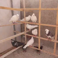 کفتر کبوتر  غریبگیری و جفتی خوب