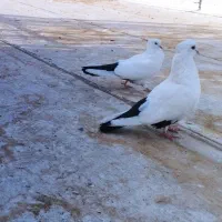 پرنده
