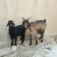 بز و کره و چپیش|حیوانات مزرعه|میبد, |دیوار