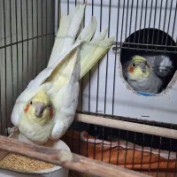 عروس هلندی مولد