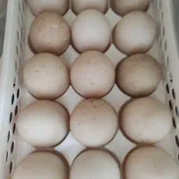 ۲۰ عدد تخم اردک اسرایلی نطفه دار