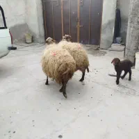 ۳عدد میش ابستن یکی‌شون بره داره‌جفتی۵۱