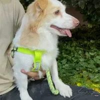 سگ گمشده حدود یکماه پیش،محدوده شیراز|سگ|شیراز, حومه شیراز|دیوار