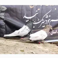 دسته کبوتر  رنگی افغانی طوقی سینه موقعت کاشمر فره