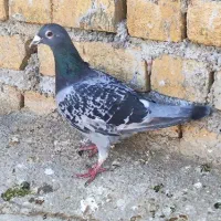 پلاکی گرفته شده