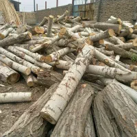 خرید چوب ودرخت برش تخریب انواع چوب ودرخت