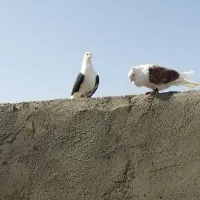 کفتر بوم زد خوردی|پرنده|مشهد, هفده شهریور|دیوار