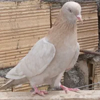 کفتر ماده زرد نر گولی. ماده سبز
