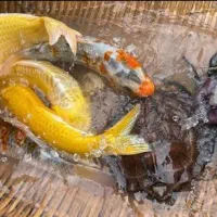 ماهی کوی (طبس) فروشی