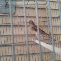 تعدادی قناری ماده سفید و سبز و سرحال|پرنده|اصفهان, احمدآباد|دیوار