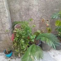 تعدادی گلدان گل|گل و گیاه طبیعی|رشت, شهرک صبا|دیوار