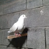 کفتر ها عالی|پرنده|میناب, |دیوار