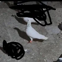 کفتر سار  در بلوار دوم گمشده هرکی گرفته تماس بگیره