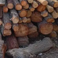 خرید چوب باغی و بیشه