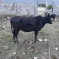 گاو داشتی مناسب برای گله