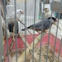 سه عدد فنچ نرگسی