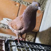 کفتر سرخ کاکلی