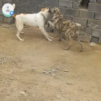 سگ افغان ۳ساله باکته کبود مادردخترهستن به علت ن|سگ|گرگان, |دیوار