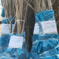 فروش نهال|خدمات باغبانی و درختکاری|هشترود, |دیوار