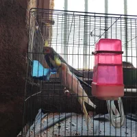 عروس هلندی جفت نرماده