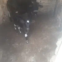 گاو وگوساله