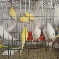 مرغ عشق، لوتینو آلبینو، چشم شرابی