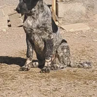 واگذاری توله نر ۷ماهه قهدریجونی|سگ|فولادشهر, مسکن مهر فولادشهر|دیوار