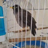 مرغ مینا