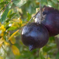 بهترین نهال های میوه و گردو ضمانت دار|خدمات باغبانی و درختکاری|سیرجان, |دیوار