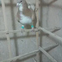 ۱۵۰۰۰۰۰|پرنده|بجنورد, |دیوار