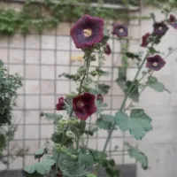 آپارتمان ۶۰ متری دوخوابه تاجری