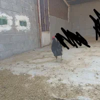 مرغ و خروس|حیوانات مزرعه|بندر کنگان, |دیوار