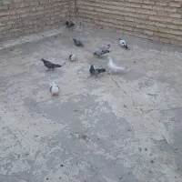 کبوتر۱۱عددمعمولی